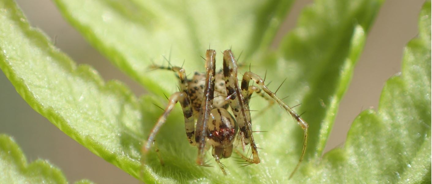 Una de las dos nuevas especies de araña pirata encontradas en lo alto de las montañas de Santa Elena y bautizada en honor de Liza Fowler