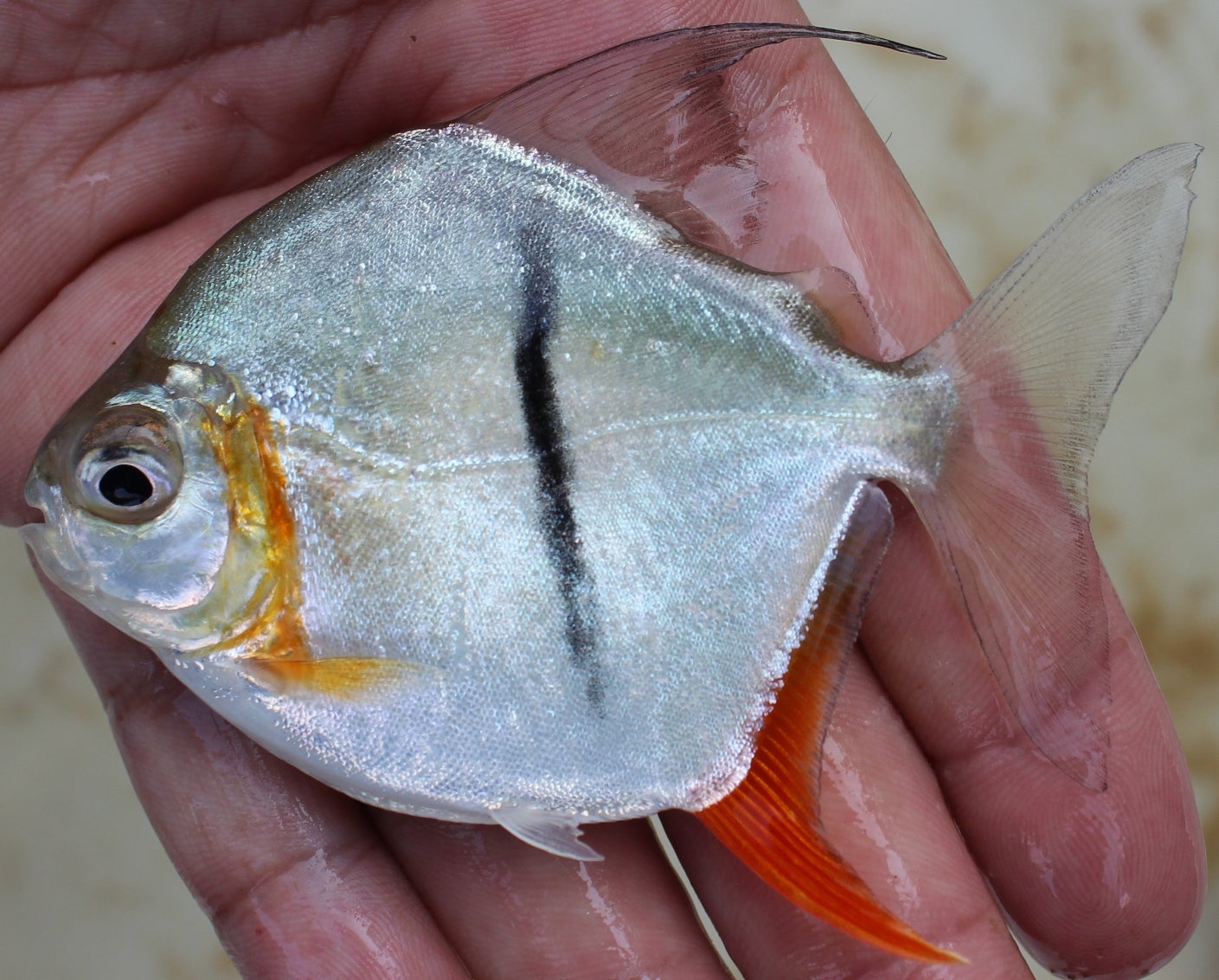 Myloplus sauron, una piraña vegetariana del Amazonas