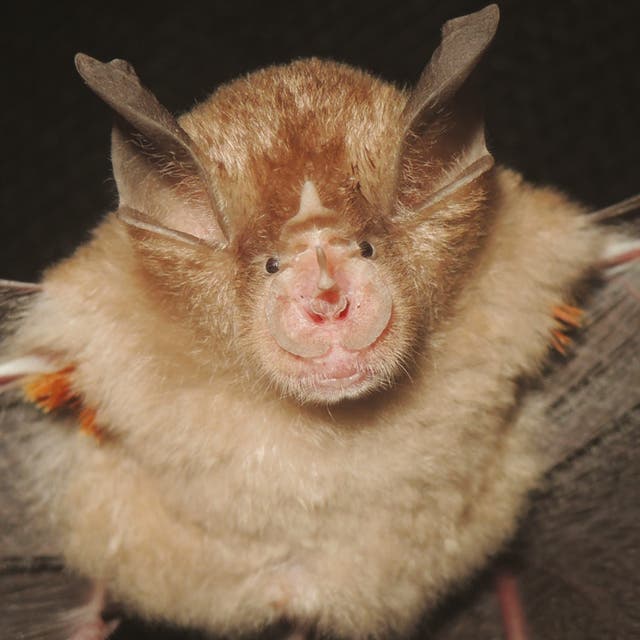 <p><em>Rhinolophus webalai</em>: al estudiar las relaciones evolutivas de un grupo de murciélagos de herradura, los investigadores se dieron cuenta de que había una nueva especie oculta entre ellos</p>