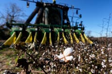 Agricultores aún lidian con secuelas meses después de que huracán Helene arrasara cultivos en el sur