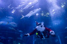 Santa Claus nada con tiburones en un acuario de Río de Janeiro durante las fiestas