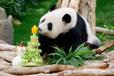 Pandas An An y Ke Ke celebran su primera Navidad en Hong Kong