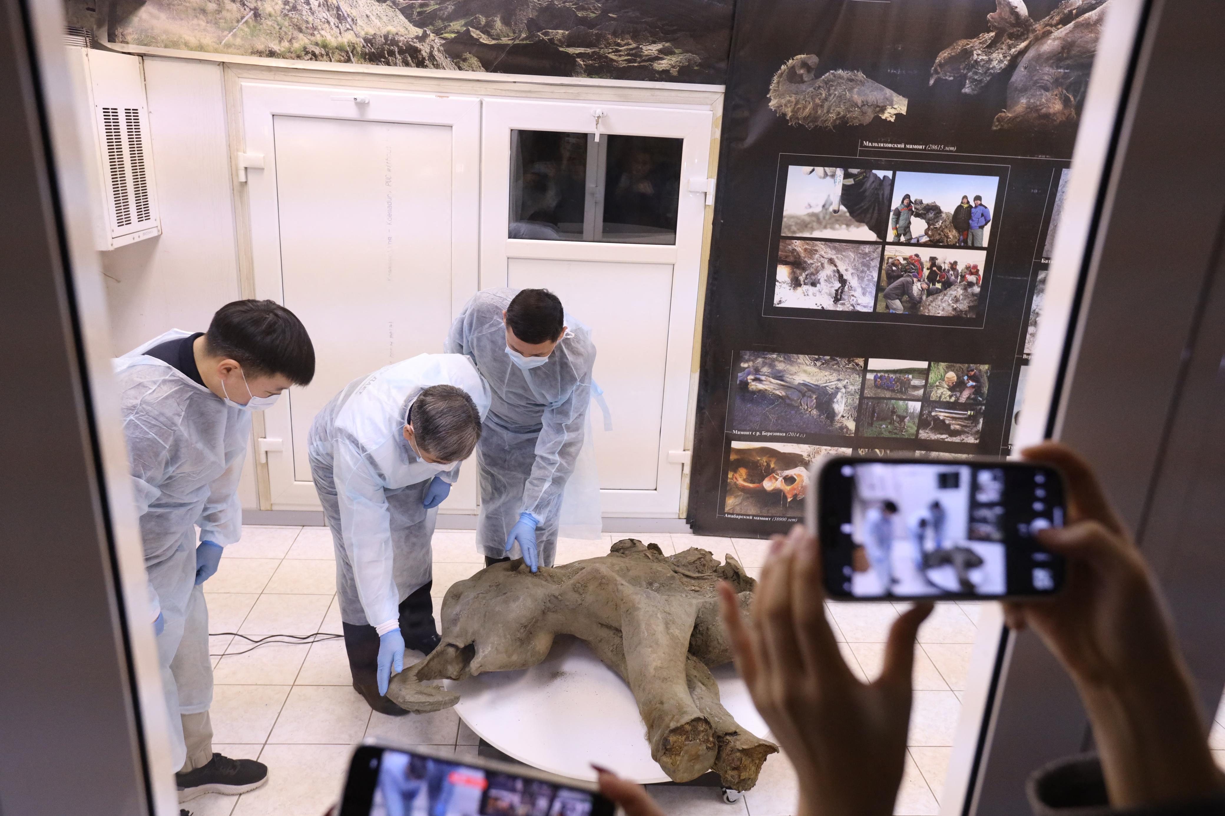 Científicos inspeccionan el cadáver de una cría de mamut de 50.000 años de antigüedad en Siberia