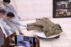 Hallan mamut bebé preservado desde hace 50.000 años en Siberia