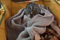 Mujer en Minnesota rescata a dos búhos