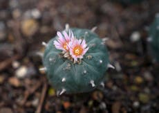 Renacimiento psicodélico amenaza el peyote, una planta sagrada para pueblos indígenas