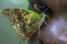 Coleccionista de mariposas en África con más de 4,2 millones ejemplares busca compartir su legado