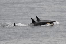 Orca que llevó a su cría muerta durante semanas en 2018 lo hace de nuevo