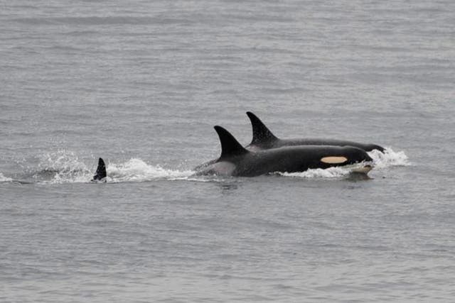 <p>Salvamento Marítimo tuvo que remolcar dos embarcaciones de vuelta a la costa de O Grove, Galicia, España, después de que ambas fueran atacadas por una pareja de orcas </p>