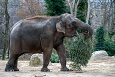 Es Navidad para los elefantes: árboles sin vender son alimento en el zoo de Berlín