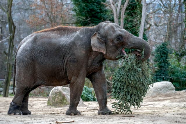 ALEMANIA-ZOO