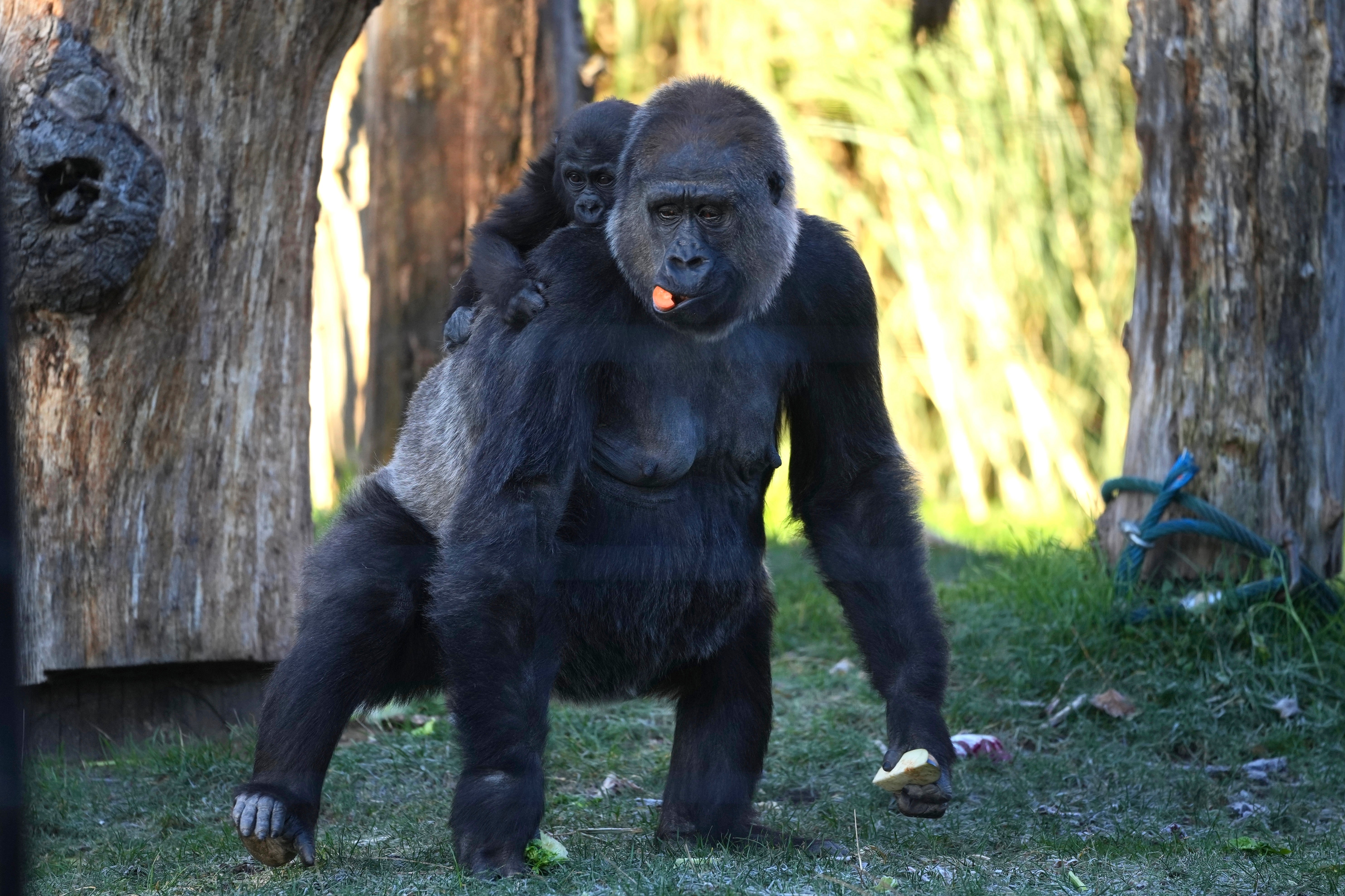 ¿Podría este gorila del zoológico de Londres enfrentarse a 100 hombres adultos?