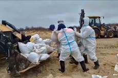 Más de 30 delfines han muerto tras derrame petrolero en Rusia