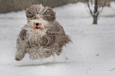 Sur de EEUU tirita bajo amenaza de nueva tormenta con nieve para Texas, Oklahoma y Arkansas