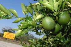 Canadá incluirá el jugo de naranja de Florida y el acero en represalias si Trump impone aranceles