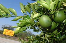 Canadá incluirá el jugo de naranja de Florida y el acero en represalias si Trump impone aranceles