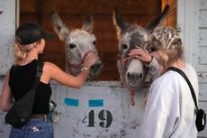 Californianos evacuaron a perros, gatos, caballos y hasta cerdos ante el avance de las llamas