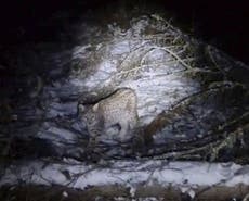 Muere uno de los cuatro linces capturados en Escocia