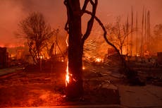 Defensores de árboles en Los Ángeles esperan que su trabajo se recupere de los incendios