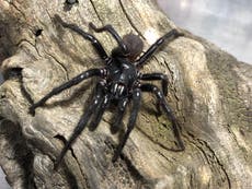 Descubren en Australia una nueva araña de embudo, la más grande de su especie