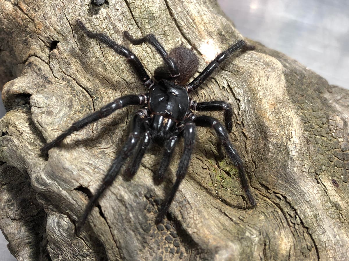 Investigadores clasifican una nueva araña de embudo, la más grande de ...