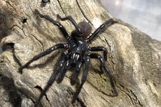 Descubren en Australia una nueva araña de embudo, la más grande de su especie