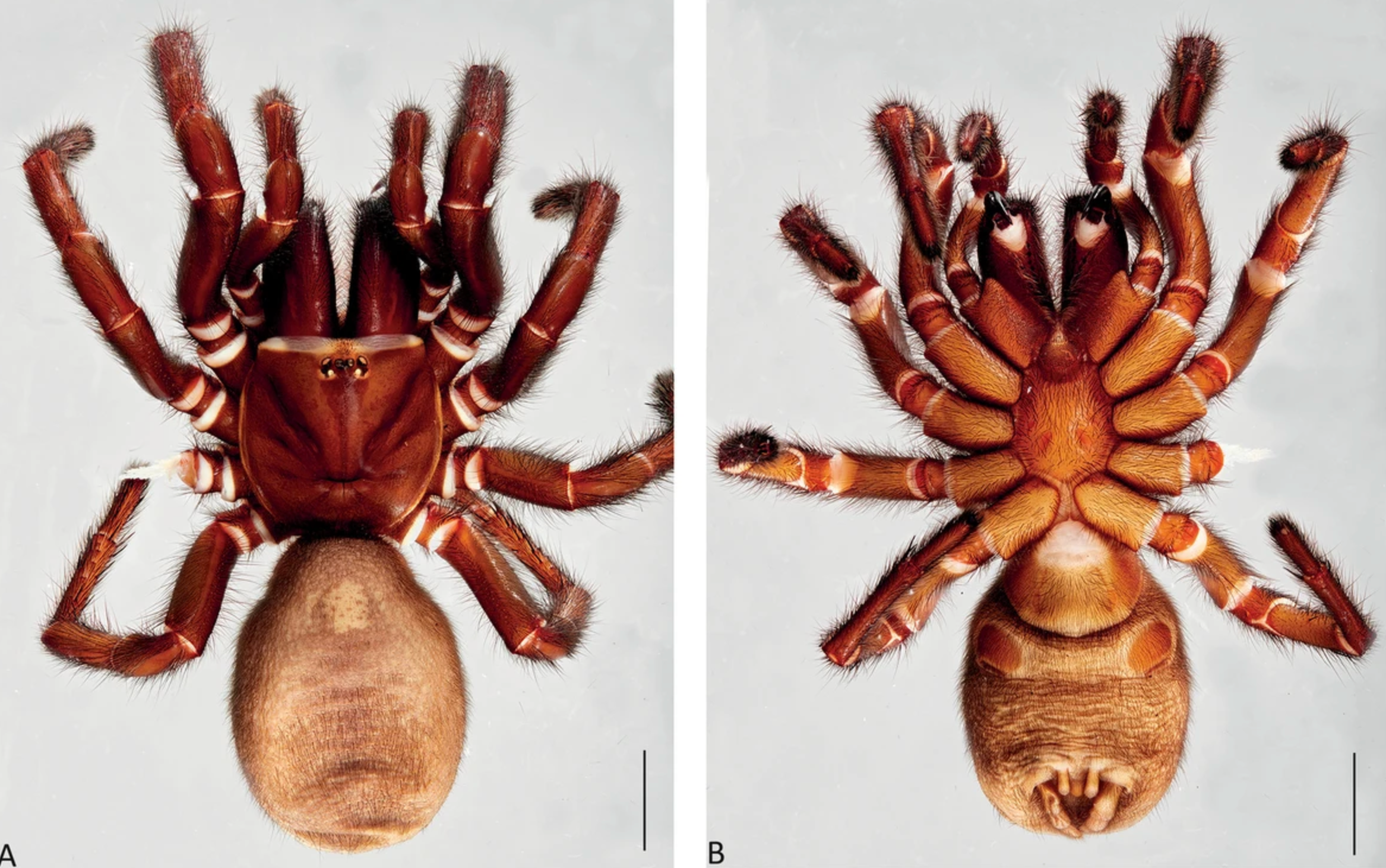 Nueva especie de araña de tela en embudo Atrax christenseni