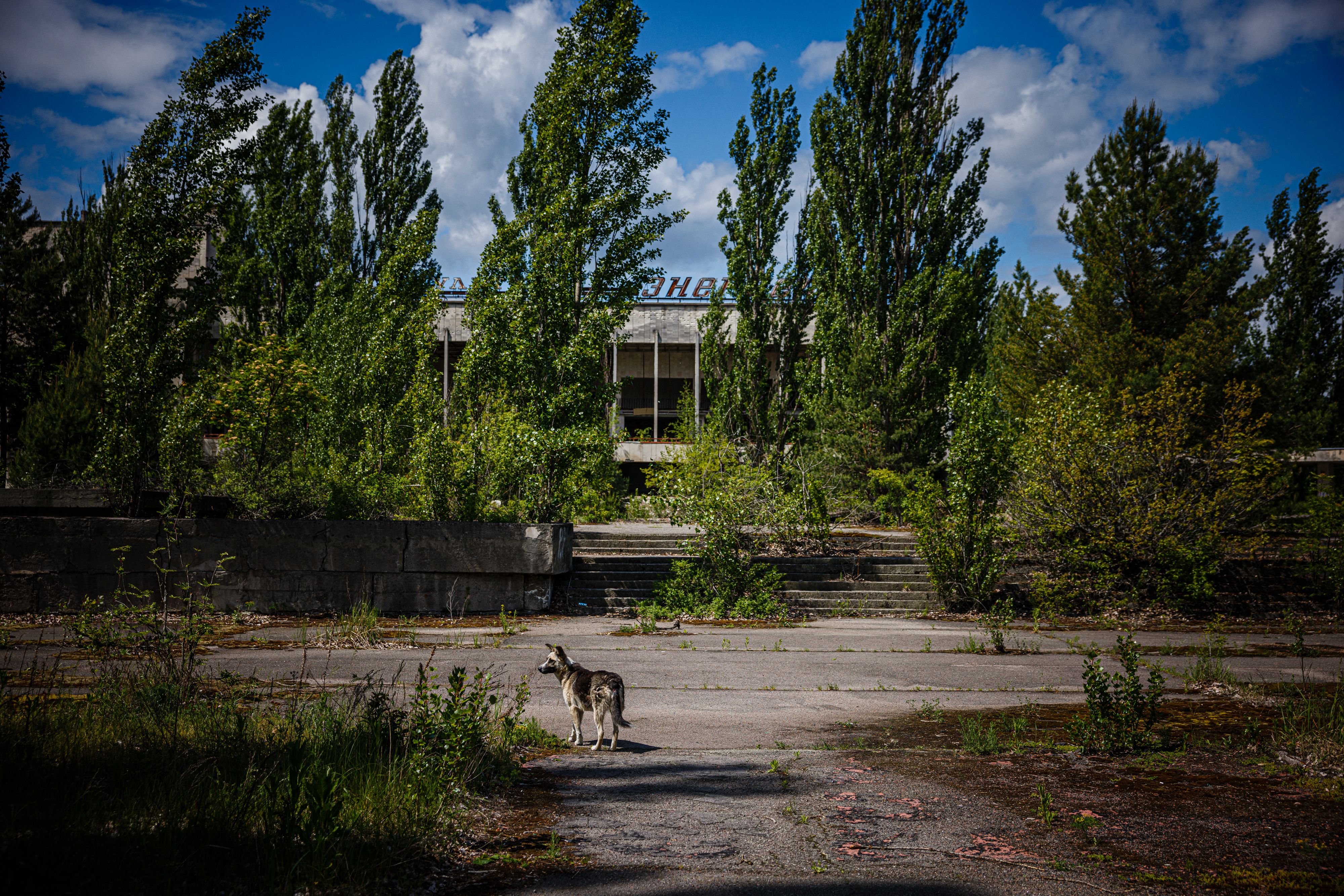 La fotografía muestra a un perro en la ciudad fantasma de Pripyat, cerca de la central nuclear de Chernóbil