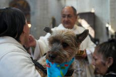 ¿Firulais ocupa una bendición? Tráelo a la catedral de México y San Antonio hará el resto