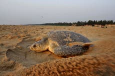 Más de 400 tortugas marinas aparecen muertas en la costa oriental de la India