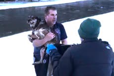 Graban en video dramático rescate de perro de río helado en Vermont