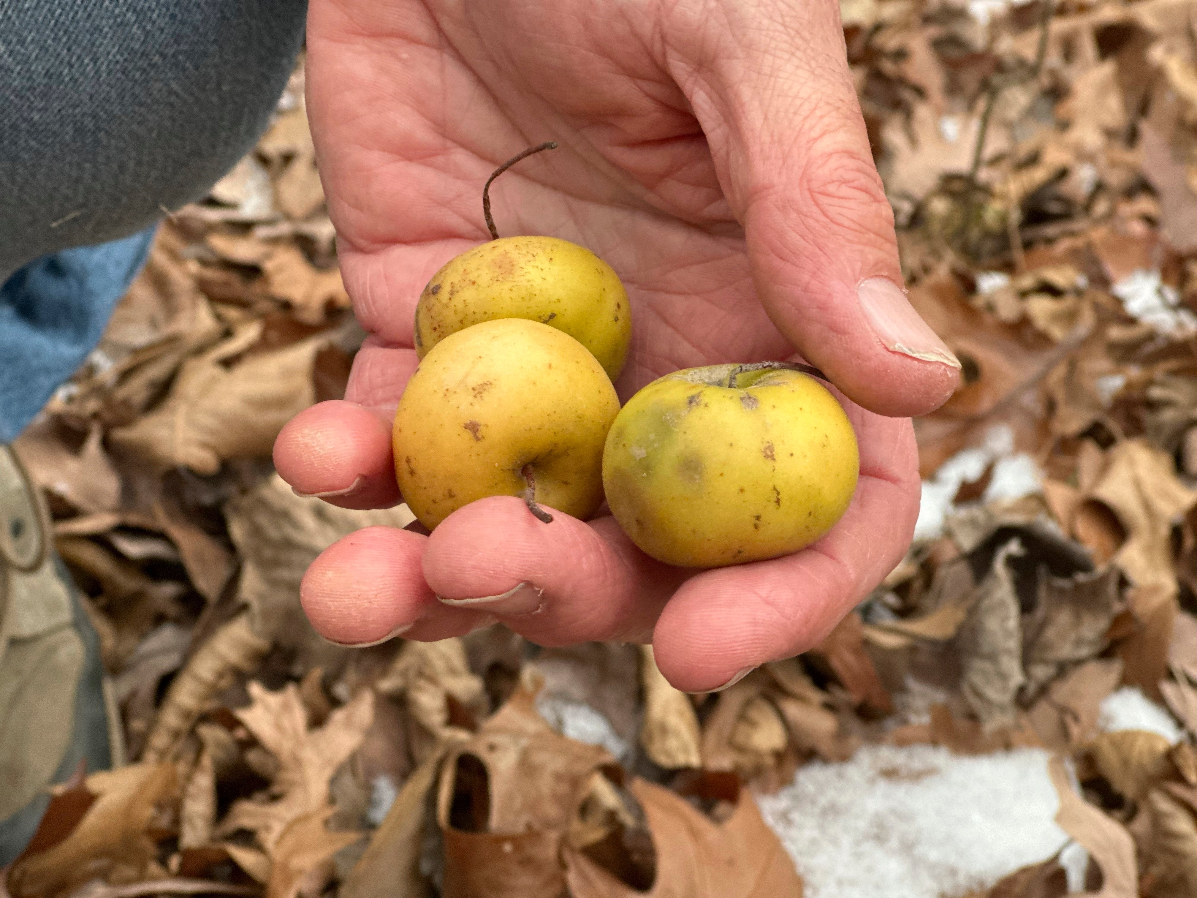 CAMBIO CLIMÁTICO-MANZANAS