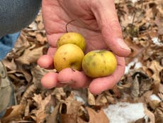 Una clave para proteger las manzanas del cambio climático podría estar en los bosques de Michigan