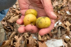 Una clave para proteger las manzanas del cambio climático podría estar en los bosques de Michigan