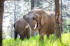 Elefantes no pueden pedir su liberación de un zoo de Colorado porque no son humanos, falla tribunal