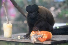 Animales del zoo de Río reciben golosinas heladas para refrescarse en el calor veraniego de Brasil