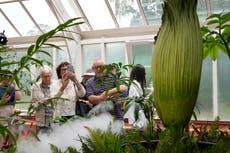 Miles hacen fila en Australia para oler una planta que despide un aroma fétido al florecer