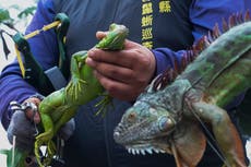 Taiwán planea sacrificar hasta 120.000 iguanas verdes por su impacto en la agricultura