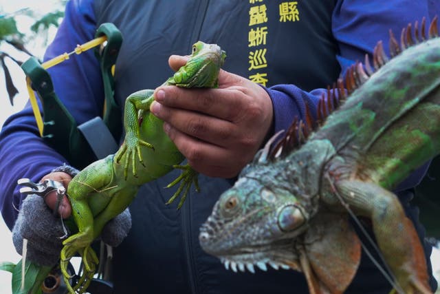 TAIWAN IGUANAS