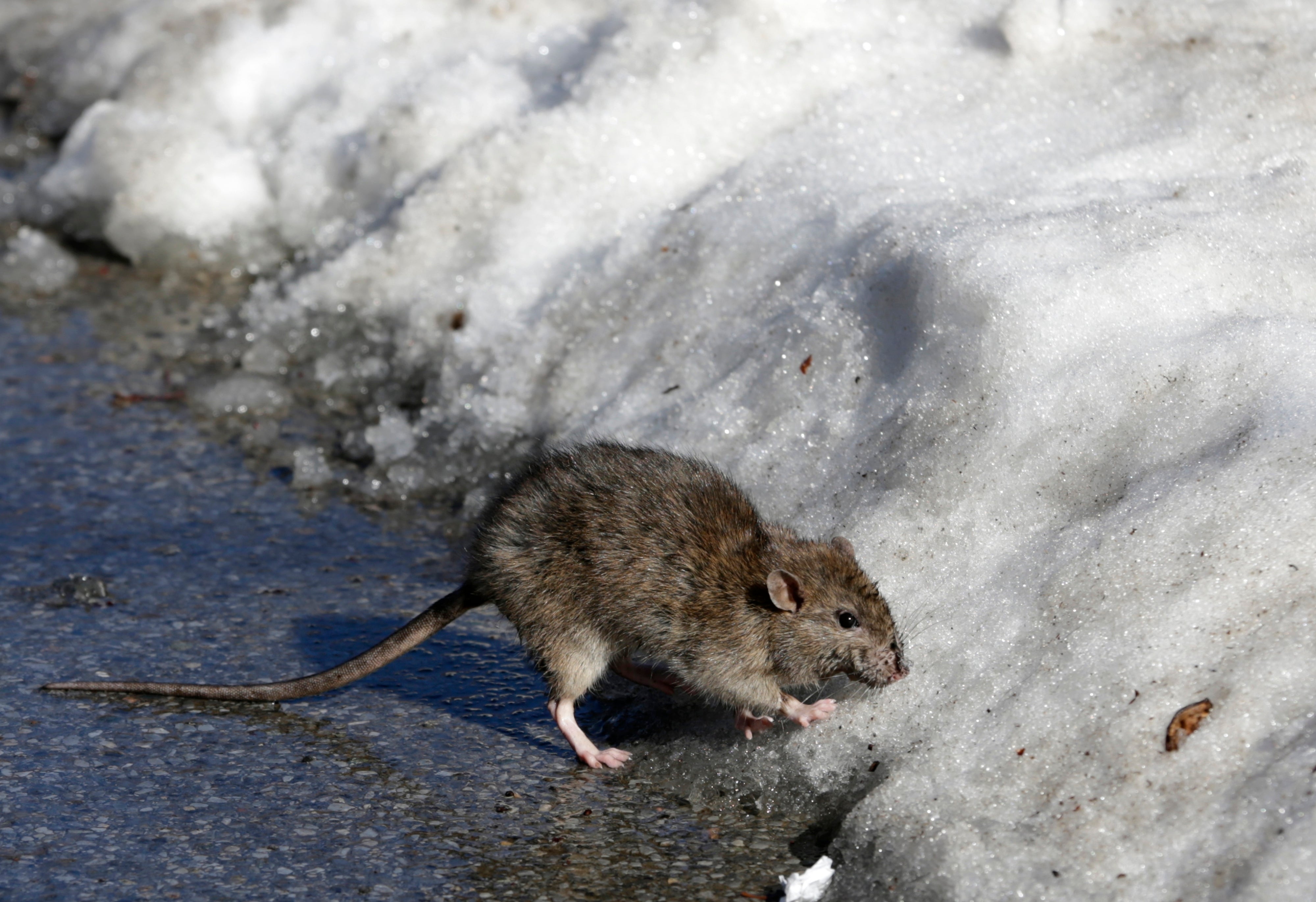 NUEVA YORK-RATAS