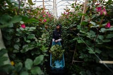 Floricultores colombianos anhelan alegrar el San Valentín de EEUU ante la incertidumbre arancelaria