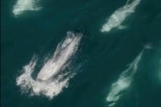 Enorme manada de 1.500 delfines es captada por un dron frente a la costa de California