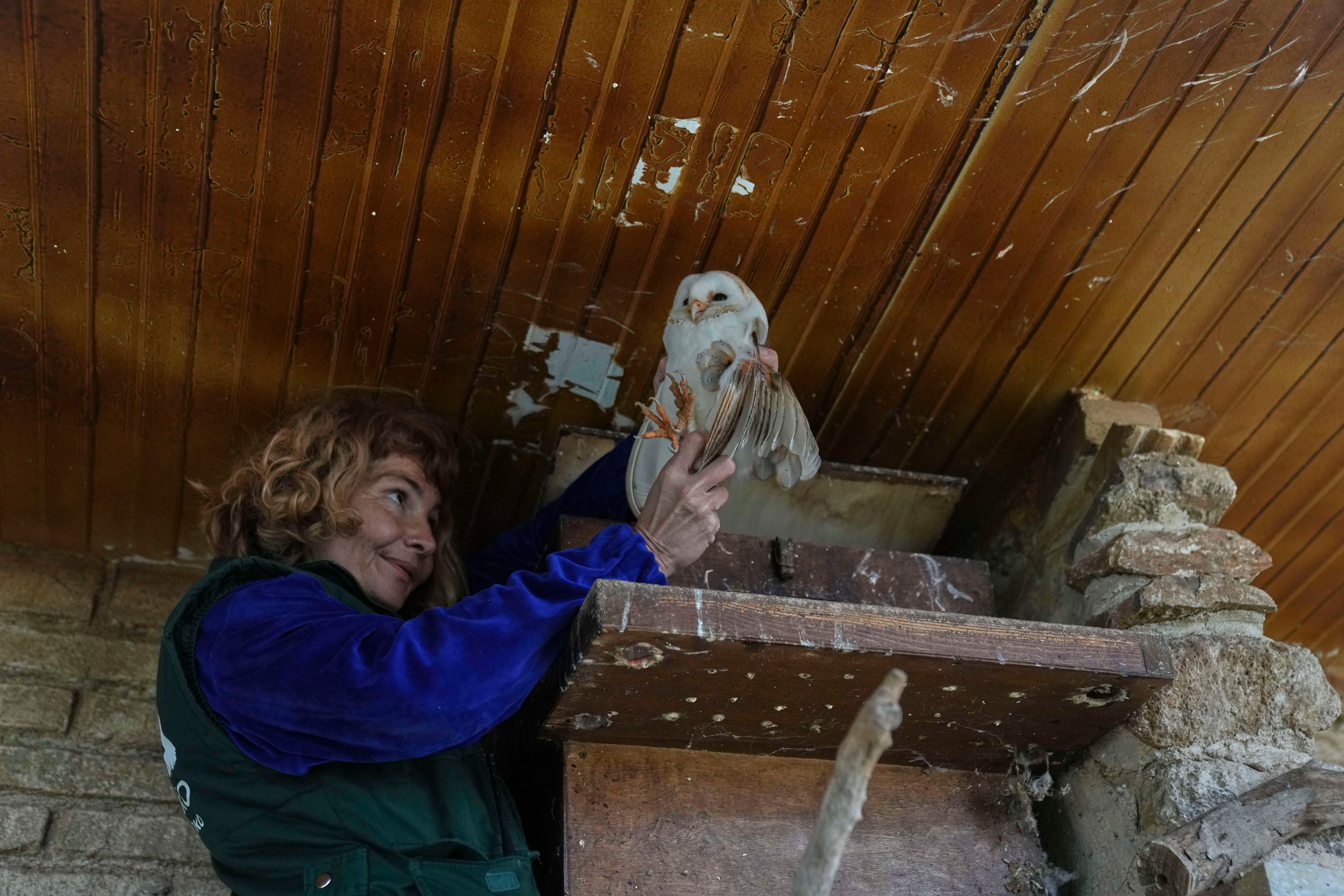 GRECIA-ORIENTE MEDIO-LECHUZAS