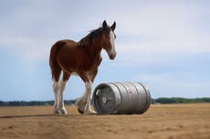 Espacios publicitarios, el boleto más codiciado del Super Bowl de acuerdo con Fox