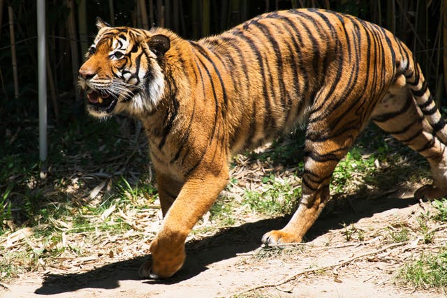 MALASIA-TIGRES-CAZA FURTIVA