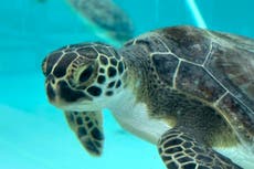 Tortugas verdes se recuperan en centro de vida marina de Florida tras sufrir aturdimiento por frío