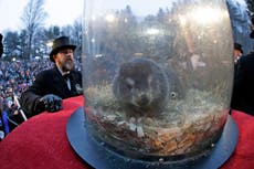Punxsutawney Phil ve su sombra y predice seis semanas más de invierno, dicen cuidadores