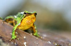 Científicos esperan que estas pequeñas ranitas salven su especie