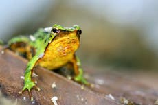 Científicos esperan que estas pequeñas ranitas salven su especie