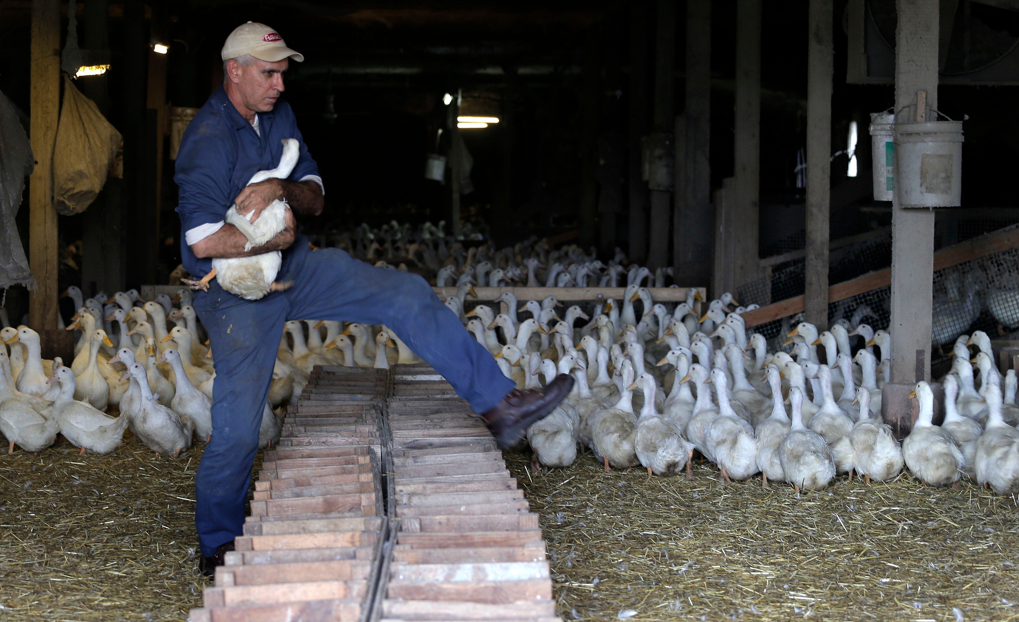 Doug Corwin, propietario de Crescent Duck Farm, transporta un pato hembra utilizado para la cría en 2014 en Aquebogue, Nueva York. Millones de aves han sido sacrificadas en respuesta a la propagación de la gripe aviar H5N1. Aunque el virus no se ha propagado entre humanos, los científicos temen que se propague por aire